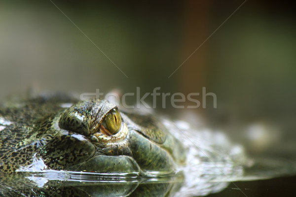 aligator eyes  Stock photo © jonnysek