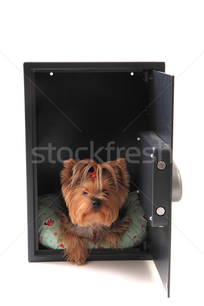 dog in the safe  Stock photo © jonnysek