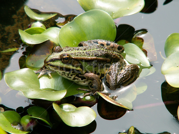 green frog water Stock photo © jonnysek