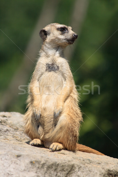 suricatta animal Stock photo © jonnysek