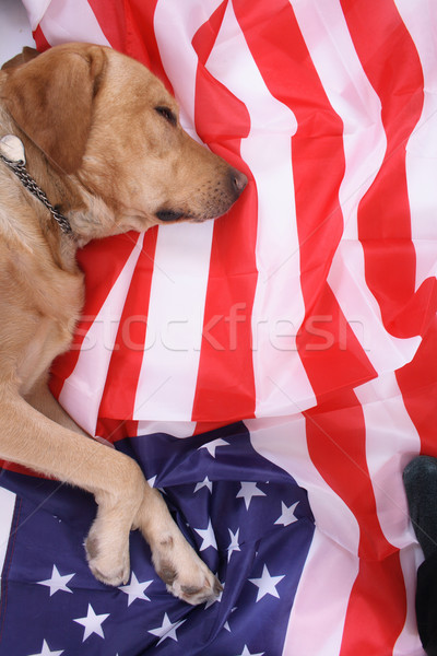 Adormecido labrador bom EUA bandeira azul Foto stock © jonnysek