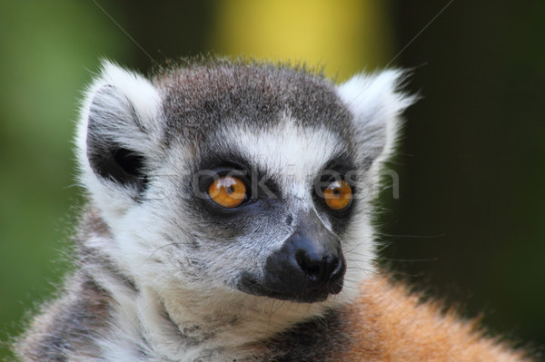 lemur monkey Stock photo © jonnysek