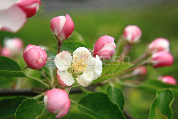 apple flower detail  Stock photo © jonnysek