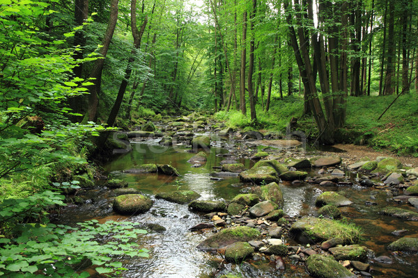 Сток-фото: реке · весны · лес · небольшой · свежие · воды
