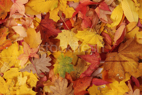 Hojas de otoño agradable color forestales fondo rojo Foto stock © jonnysek