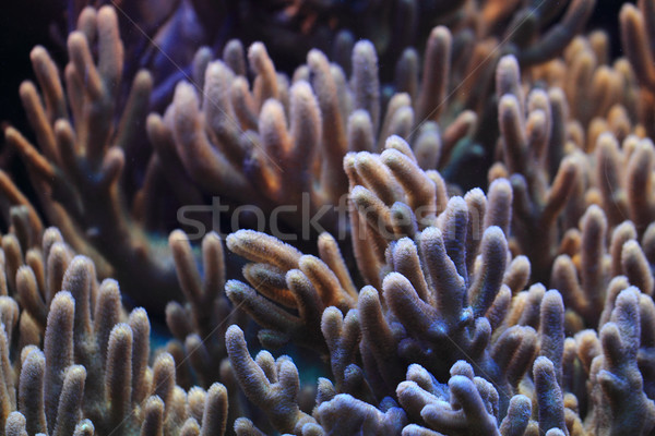 Koraal textuur mooie onderwater natuurlijke vis Stockfoto © jonnysek