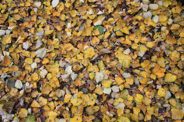 Hojas de otoño textura agradable naturales forestales fondo Foto stock © jonnysek