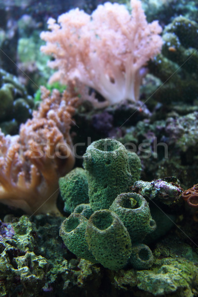 aquarium background Stock photo © jonnysek