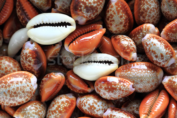 Stock photo: sea shells background