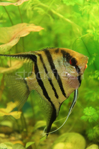 nice scalar fish  Stock photo © jonnysek