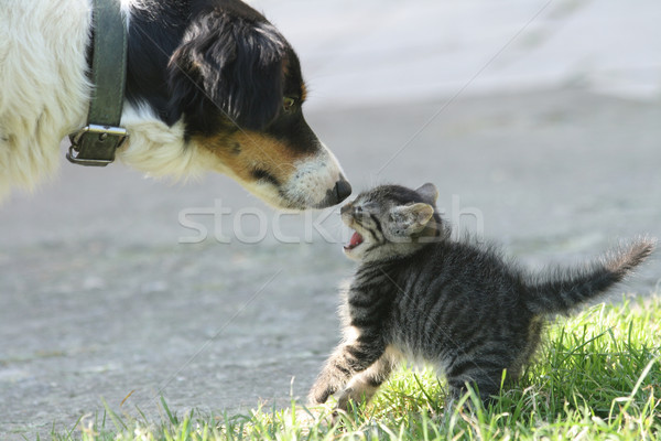 cat and dog Stock photo © jonnysek