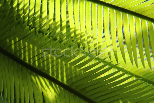 plam tree leaf texture  Stock photo © jonnysek