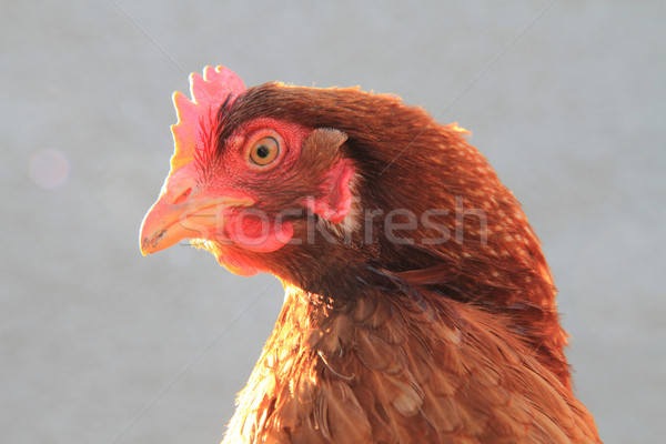 Stock photo: head of chicken 