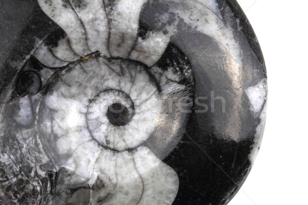 ammonite fossil Stock photo © jonnysek