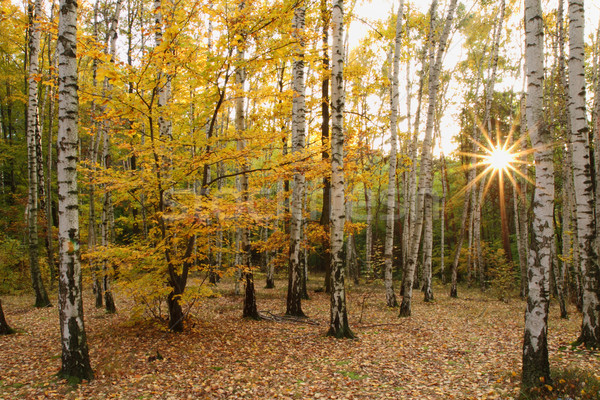 Nice Herbst Wald Sonne Blätter Frühling Stock foto © jonnysek