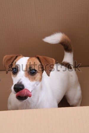 Foto d'archivio: Jack · russell · terrier · isolato · bianco · cane · ritratto · animale