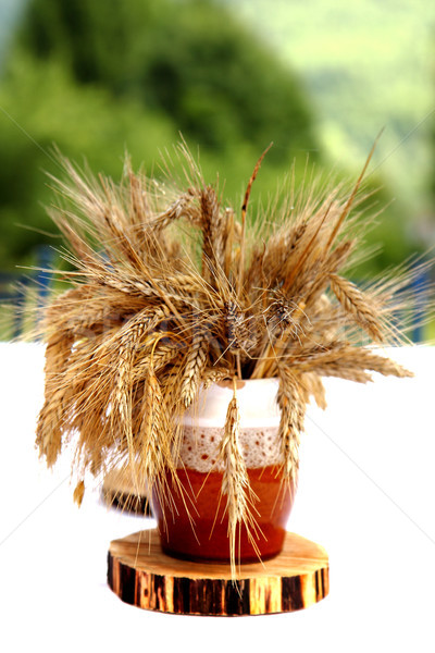 golden corn  Stock photo © jonnysek