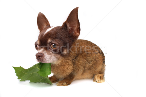 rabbit or chihuahua Stock photo © jonnysek