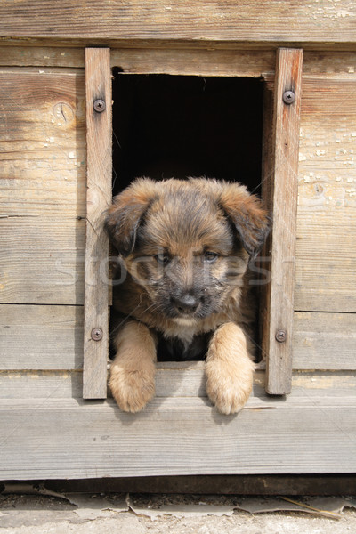 small dog Stock photo © jonnysek