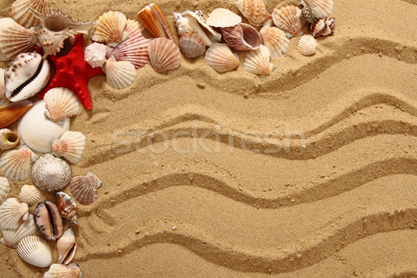 sea shells and yellow sand Stock photo © jonnysek