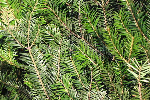 christmas tree stem natural background Stock photo © jonnysek