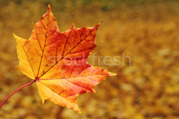 autumn leaves natural background Stock photo © jonnysek