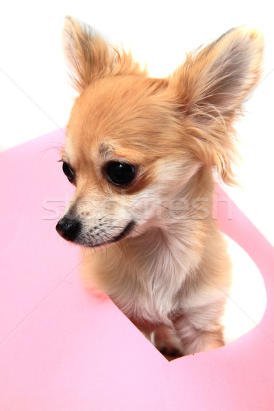 Foto stock: Pequeño · dulce · San · Valentín · corazón · papel · agujero