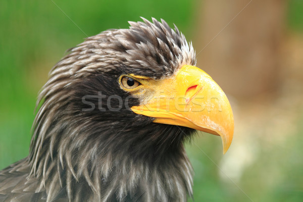 detail of black eagle head  Stock photo © jonnysek