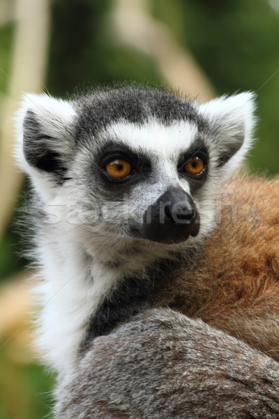 lemur monkey Stock photo © jonnysek