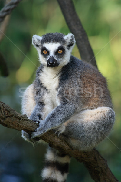 lemur monkey Stock photo © jonnysek