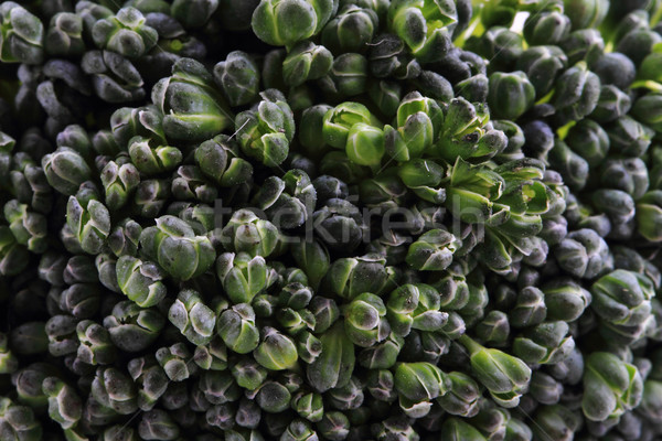 新鮮 綠色 西蘭花 食品 尼斯 組 商業照片 © jonnysek