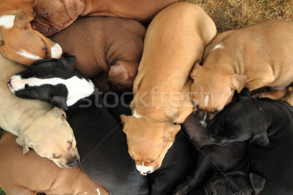 American Pit Bull Terrier dogs Stock photo © jonnysek
