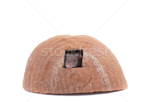 Mouse pão casa isolado branco comida Foto stock © jonnysek