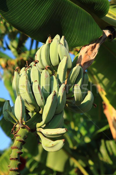 banana fruits  Stock photo © jonnysek