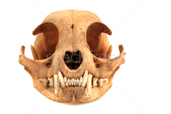 商业照片: 猫· 头骨 · 孤立 ·白· 面对 · 性质