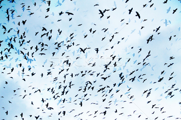Niebo nice naturalnych świetle ptaków ptaków Zdjęcia stock © jonnysek