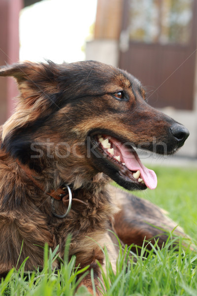 very nice dog Stock photo © jonnysek