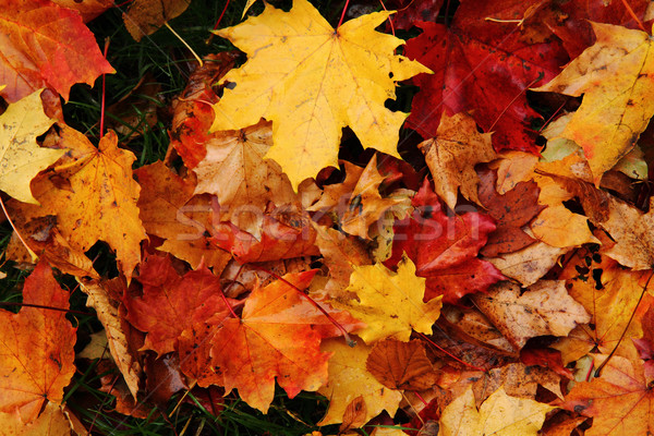 autumn leaves natural background Stock photo © jonnysek