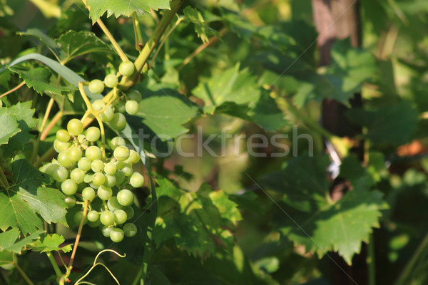 Raisins verts fraîches Nice naturelles vin nature Photo stock © jonnysek