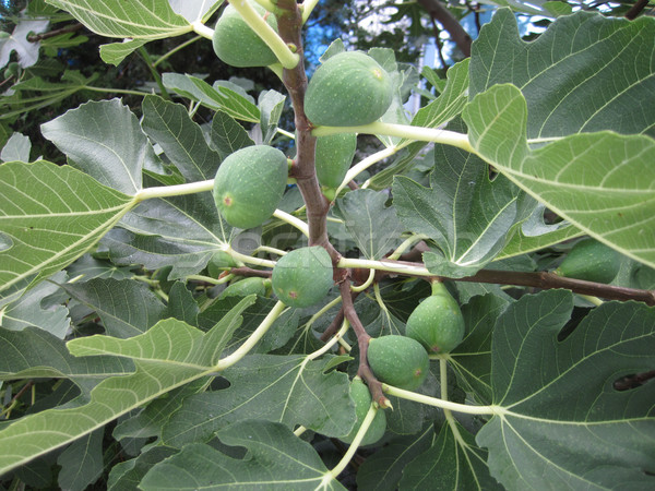 natural fig plants Stock photo © jonnysek