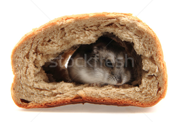 Hamster pain isolé blanche maison nature Photo stock © jonnysek
