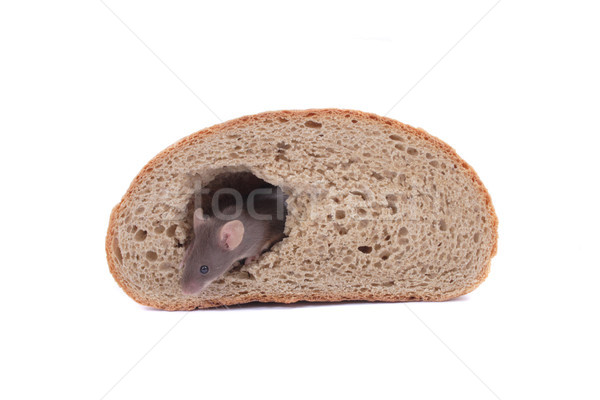 mouse and their house Stock photo © jonnysek