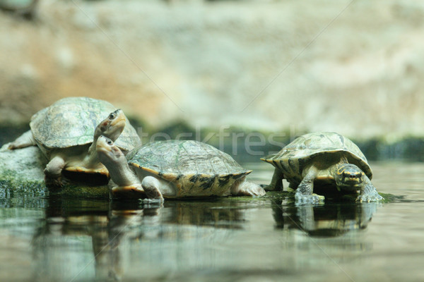 [[stock_photo]]: Faible · tortues · amis · eau · amour · portrait