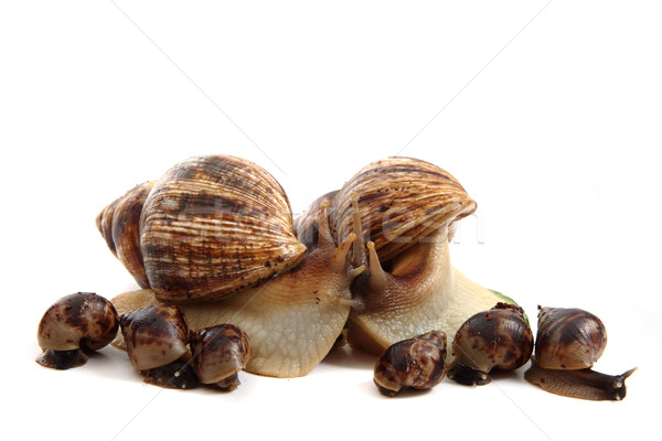 Stock photo: snails family 