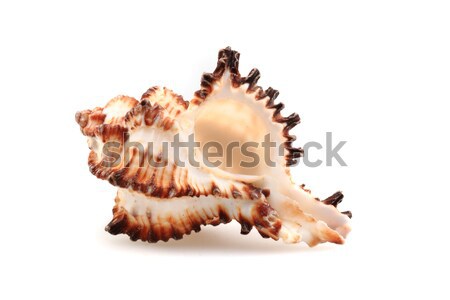 Stock foto: Meer · Shell · isoliert · weiß · Strand · spa