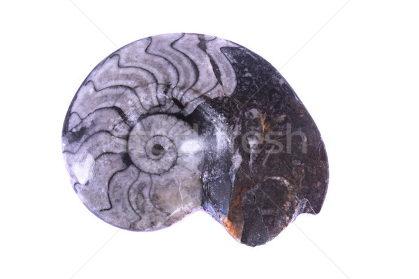 [[stock_photo]]: Fossile · Nice · blanc · noir · isolé · blanche · mer