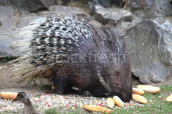 porcupine animal  Stock photo © jonnysek