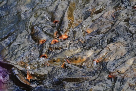 Karpfen Fische Wasser hungrig kalten Essen Stock foto © jonnysek