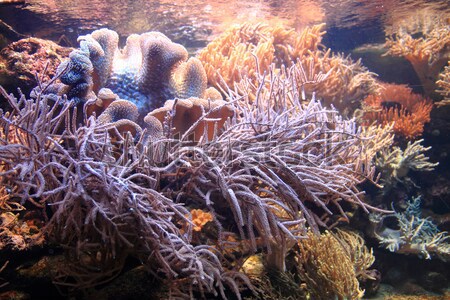 detail of coral background Stock photo © jonnysek
