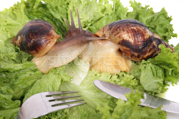 snails as dinner Stock photo © jonnysek